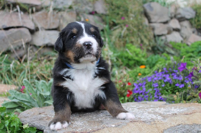 CHIOT mâle collier bleu 