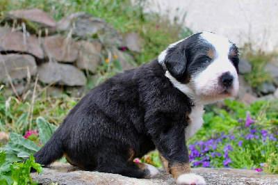 CHIOT femelle collier rouge