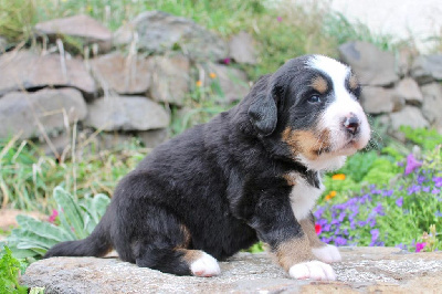 CHIOT femelle sans collier