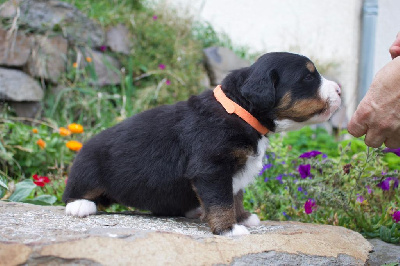 CHIOT femelle collier orange