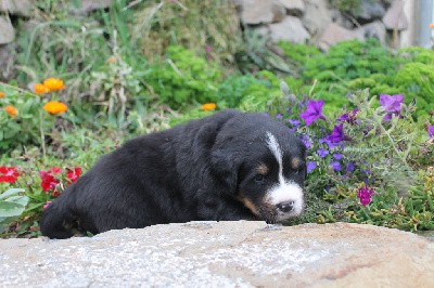 CHIOT mâle collier bleu 