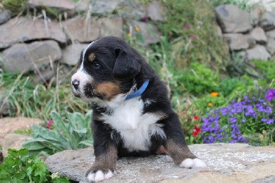 CHIOT mâle collier bleu 