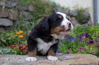 CHIOT femelle sans collier