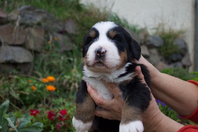 CHIOT femelle sans collier