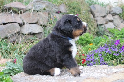 CHIOT mâle collier bleu 