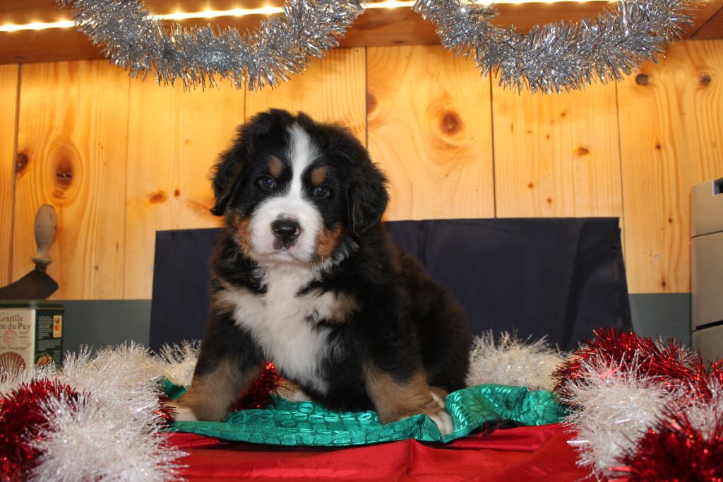 photos des chiots